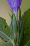 Limestone wild petunia